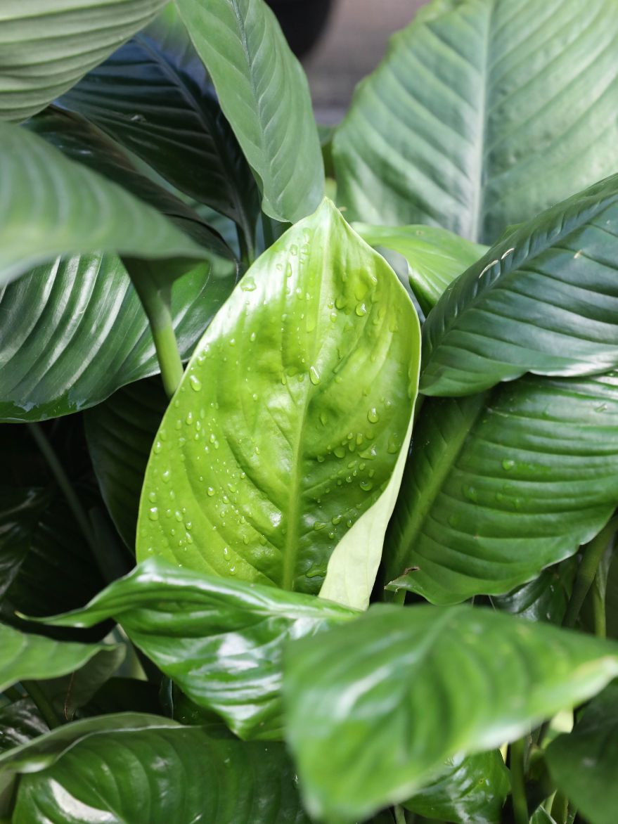 Spathiphyllum sp. (Peace Lily)