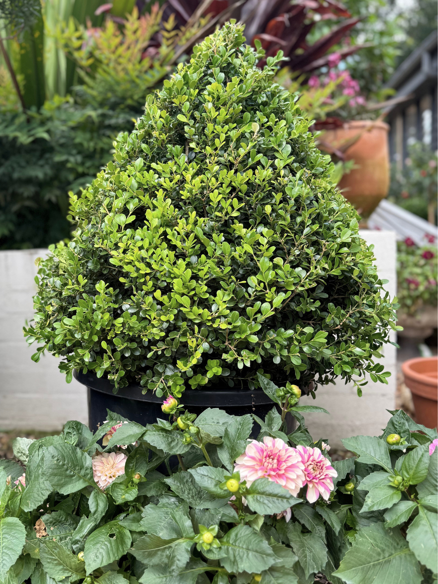 Buxus microphylla (Japanese Box) Cone