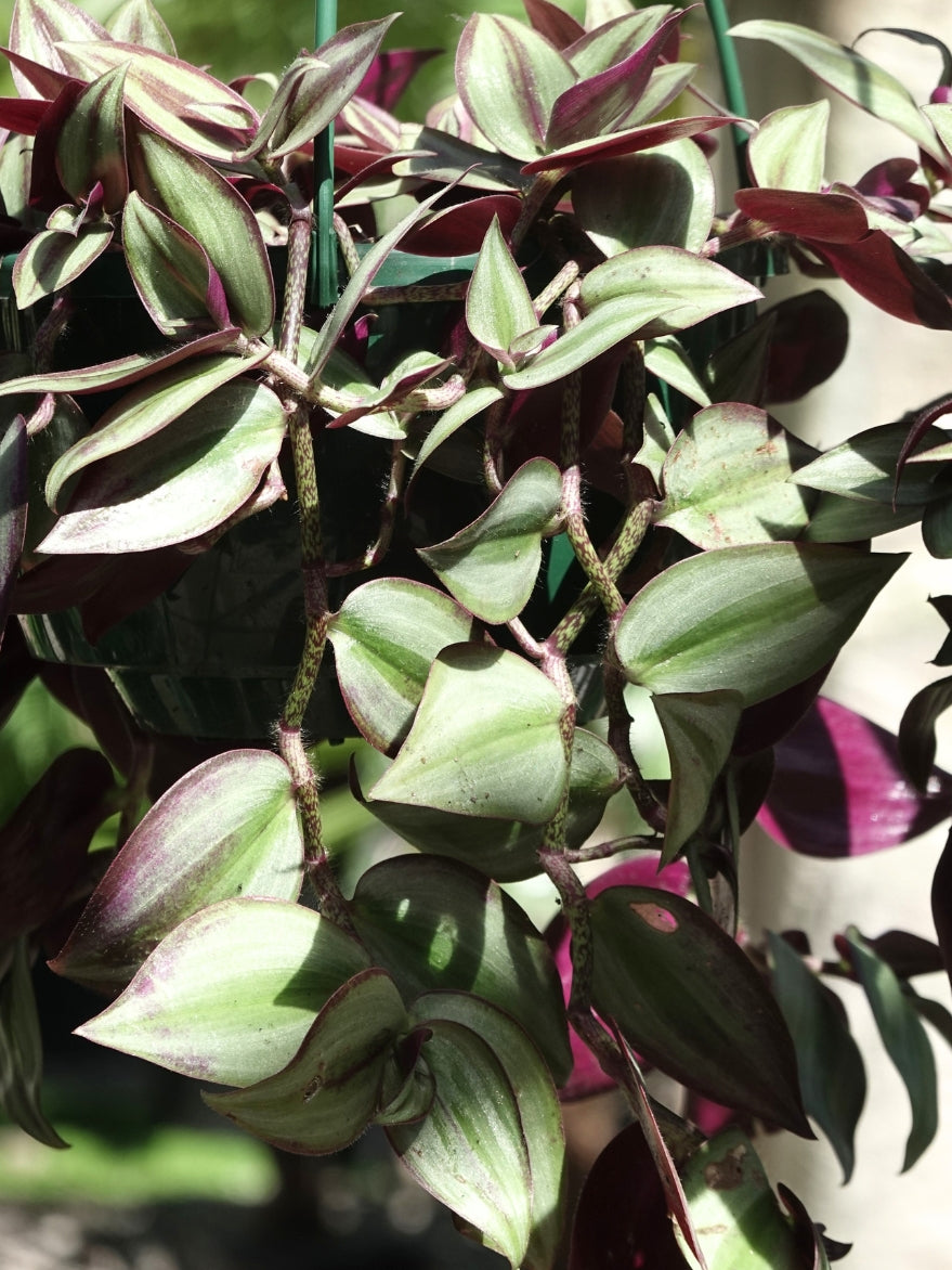 Tradescantia ‘Zebrina’ (Spiderwort) 200mm Hanger