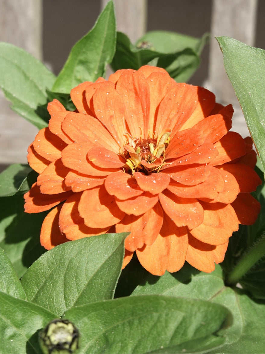Zinnia Double Mix Zinnia