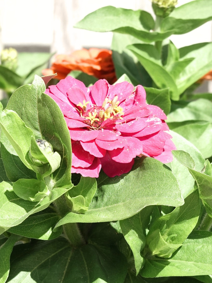 Zinnia Double Mix Zinnia