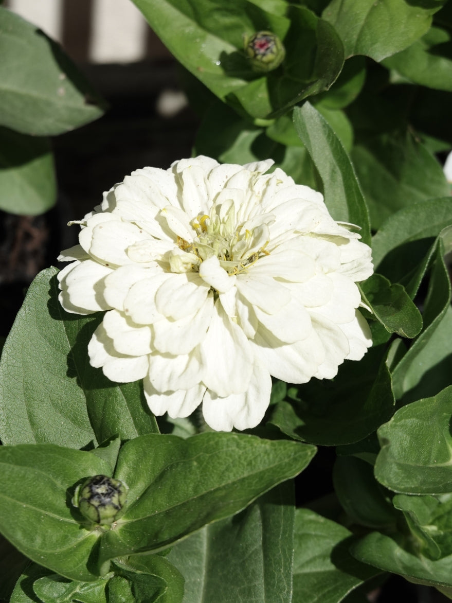 Zinnia Double Mix Zinnia