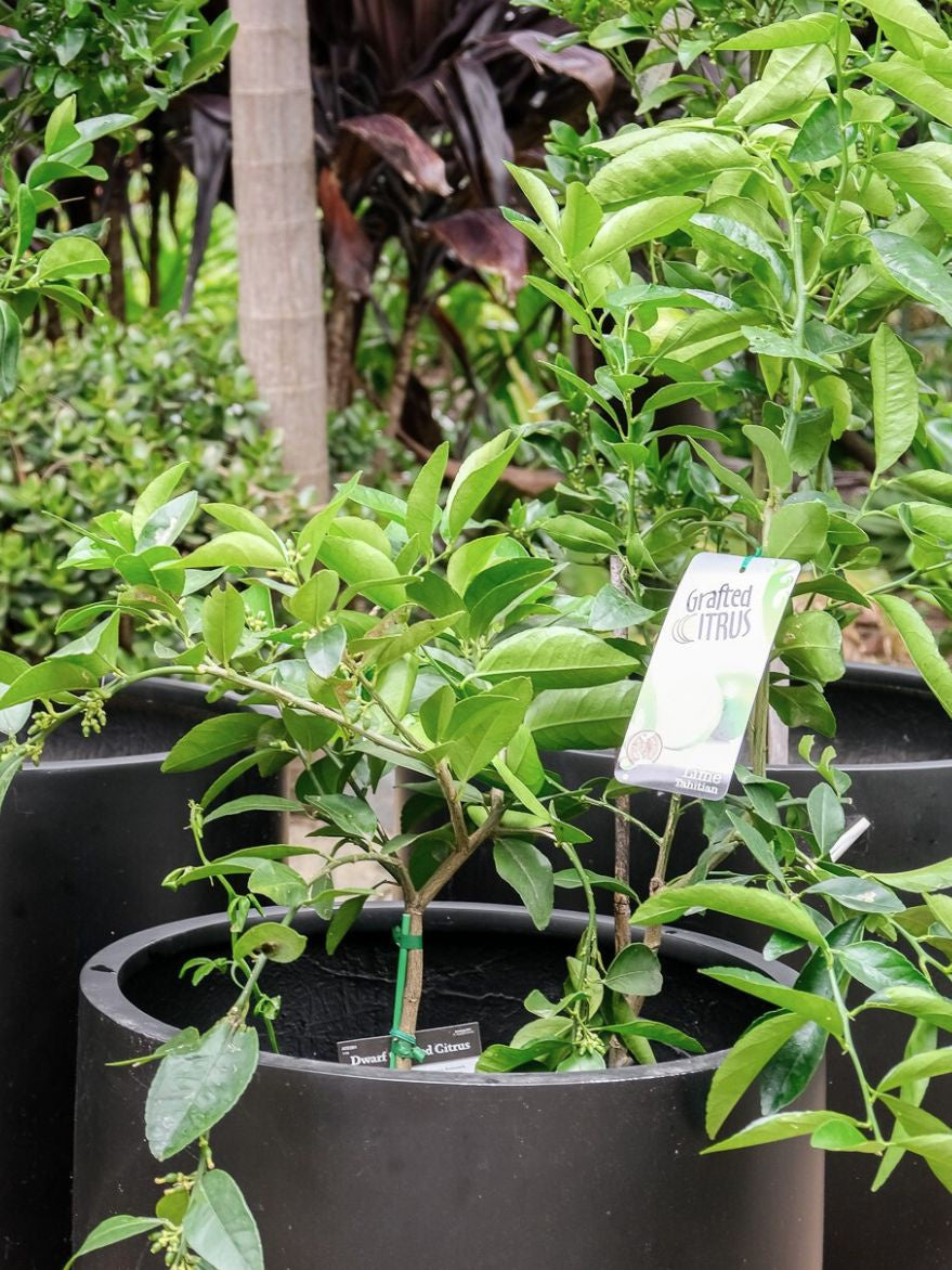 Dwarf Tahitian Lime