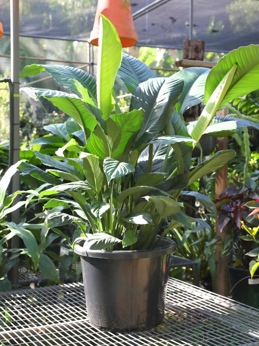 Spathiphyllum 'Blue Moon' (Peace Lily)