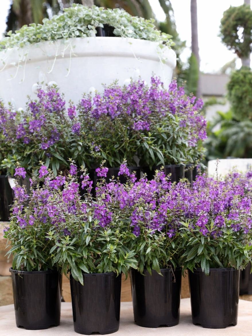 Angelonia 'Serenita' (Angelonia)