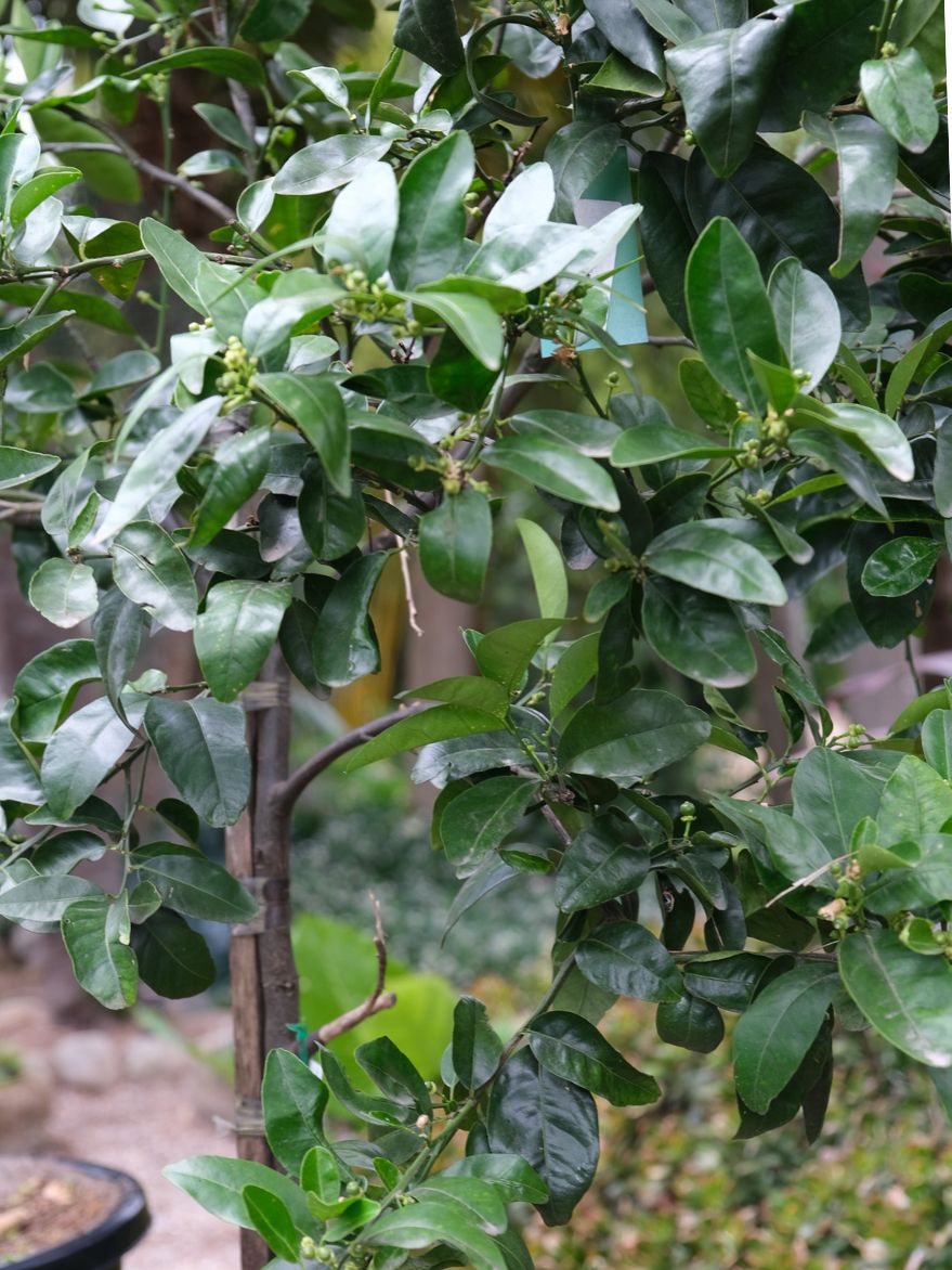 Citrus Red Grapefruit