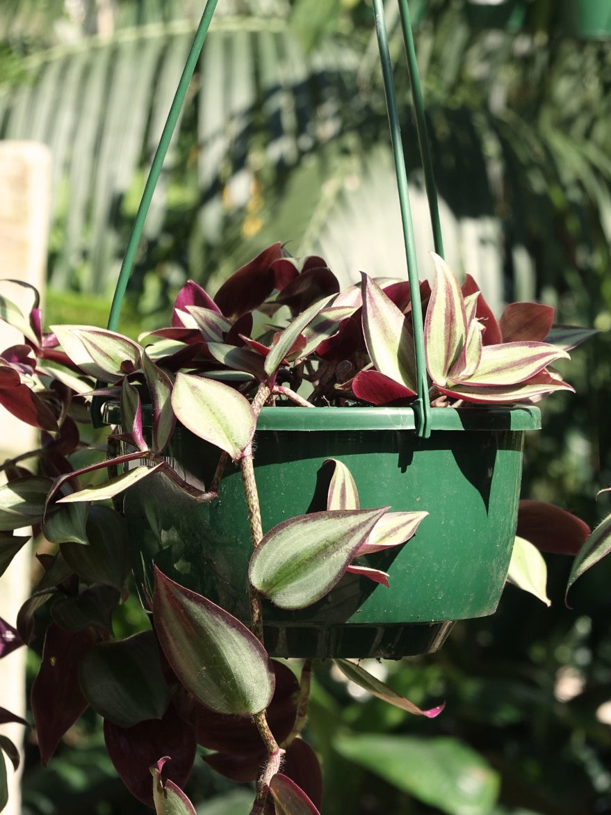 Tradescantia ‘Zebrina’ (Spiderwort) 200mm Hanger
