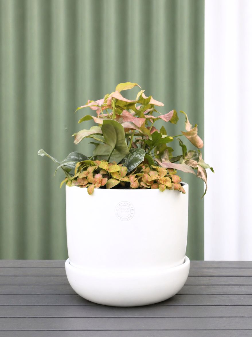 Planted Arrangement 8