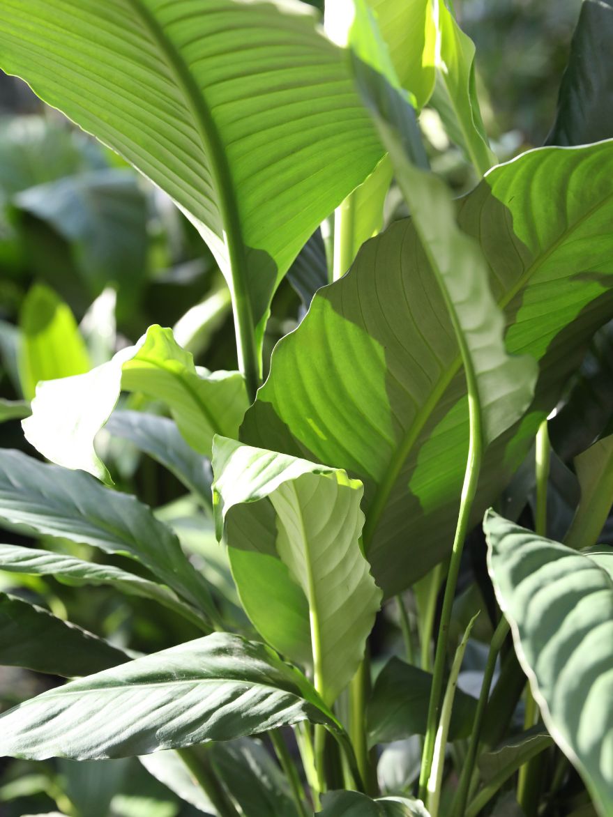 Spathiphyllum 'Blue Moon' (Peace Lily)
