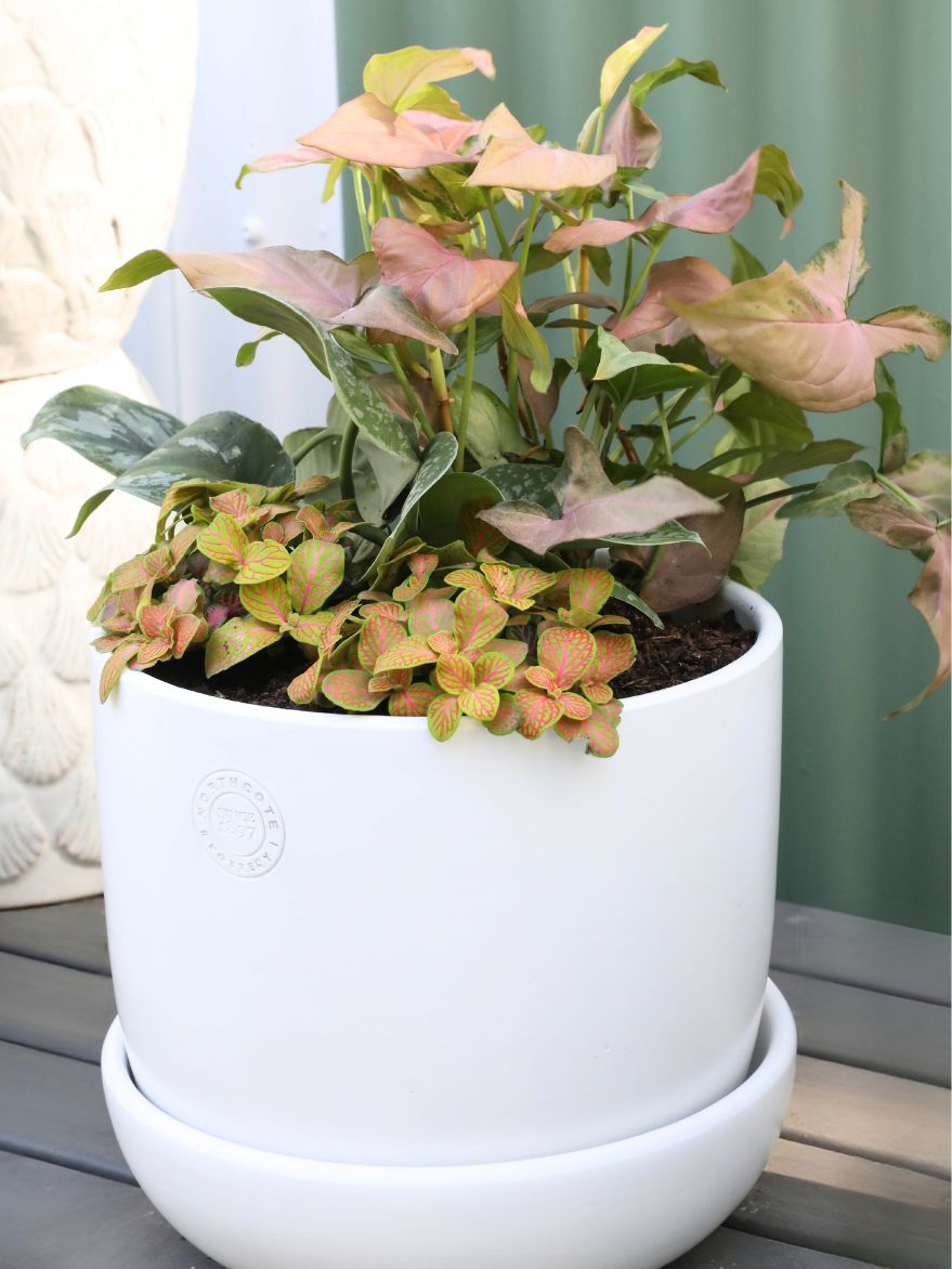 Planted Arrangement 8