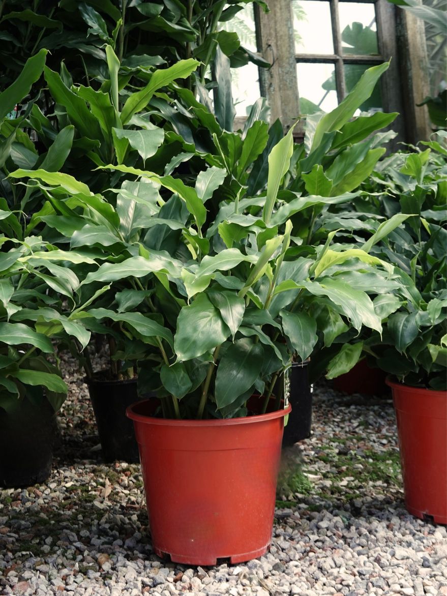 Dwarf False Cardamon (Alpinia nutans)