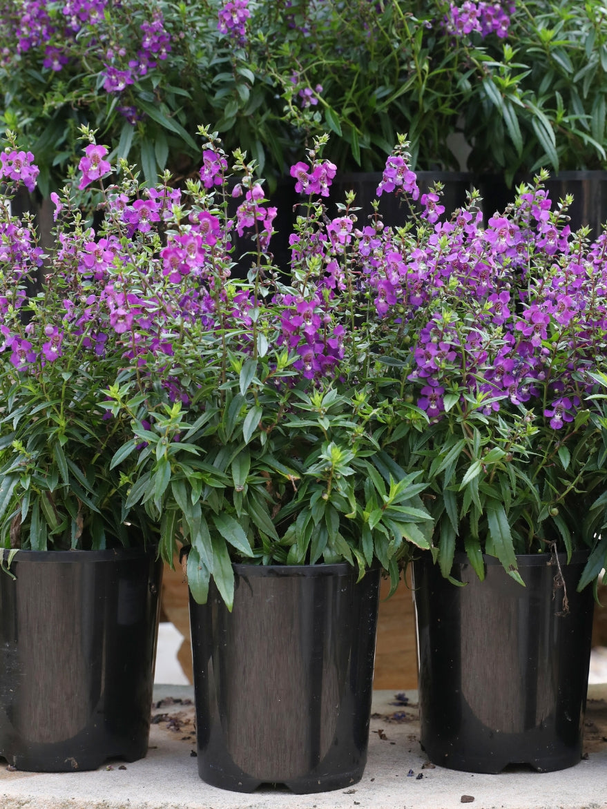 Angelonia 'Serenita' (Angelonia)
