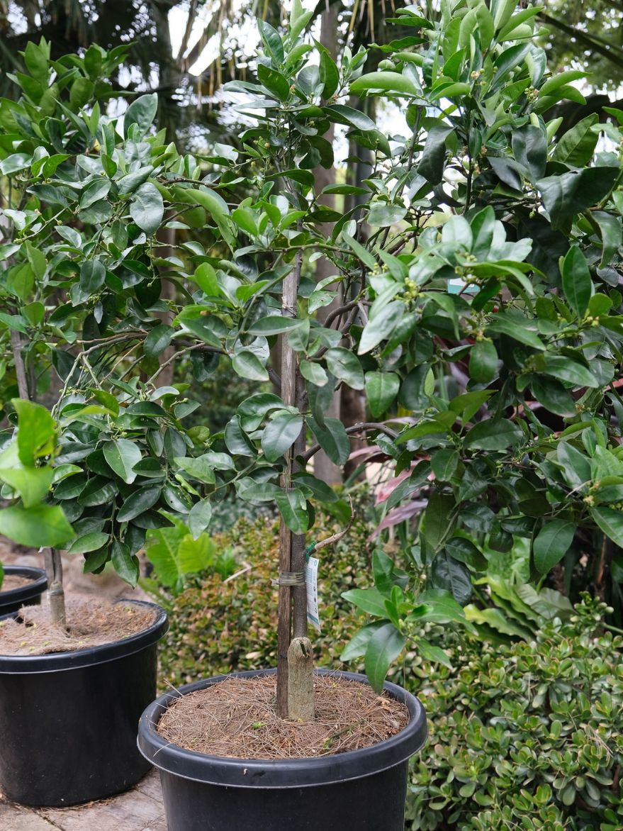 Citrus Red Grapefruit