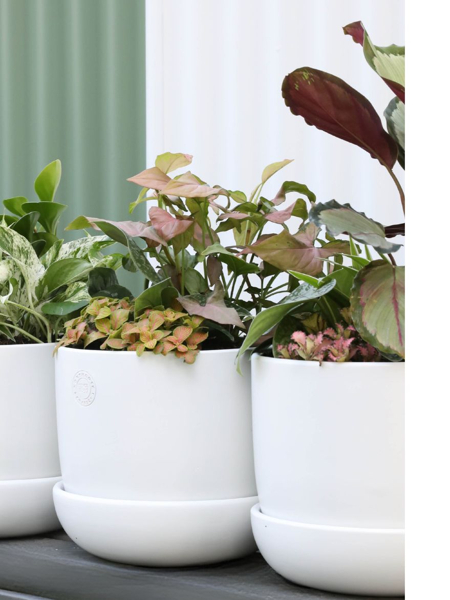 Planted Arrangement 8