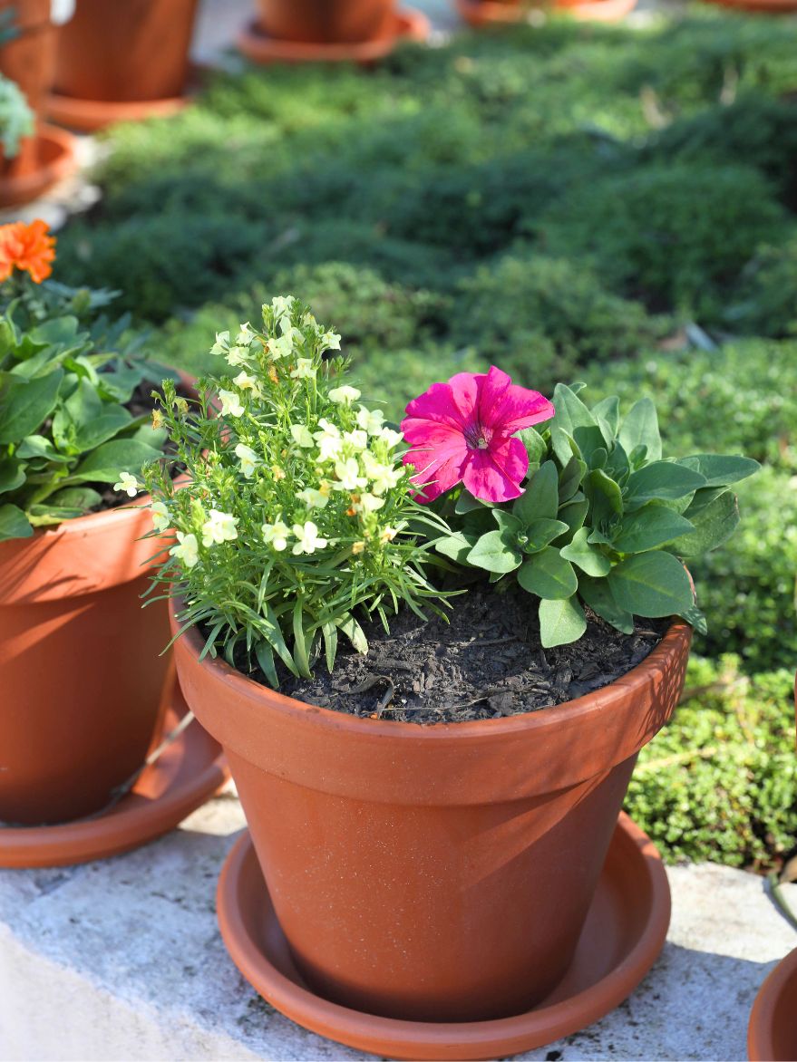 Potted Colour in Terracotta Pot with Saucer