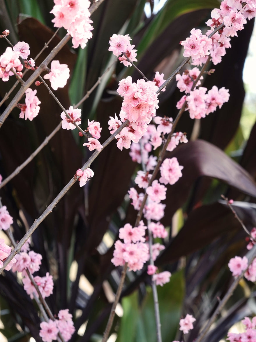 Prunus x blireana (Double Flowering Plum)