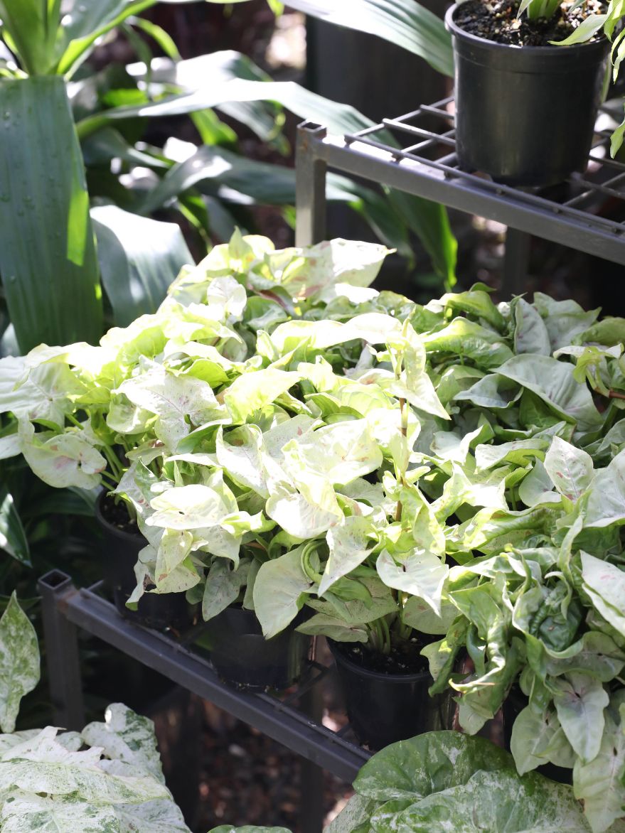 Syngonium 'Milk Confetti' (Arrowhead)