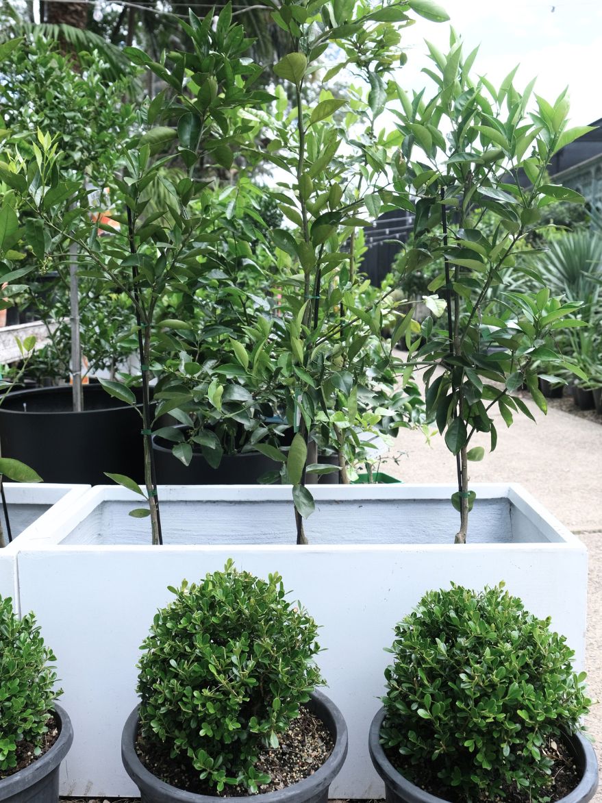 Orange Lanes Late Navel