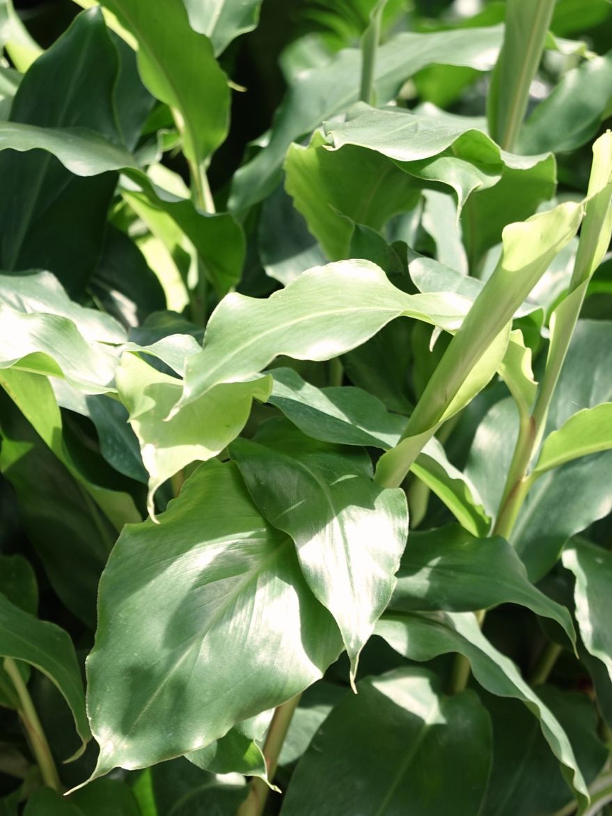 Dwarf False Cardamon (Alpinia nutans)
