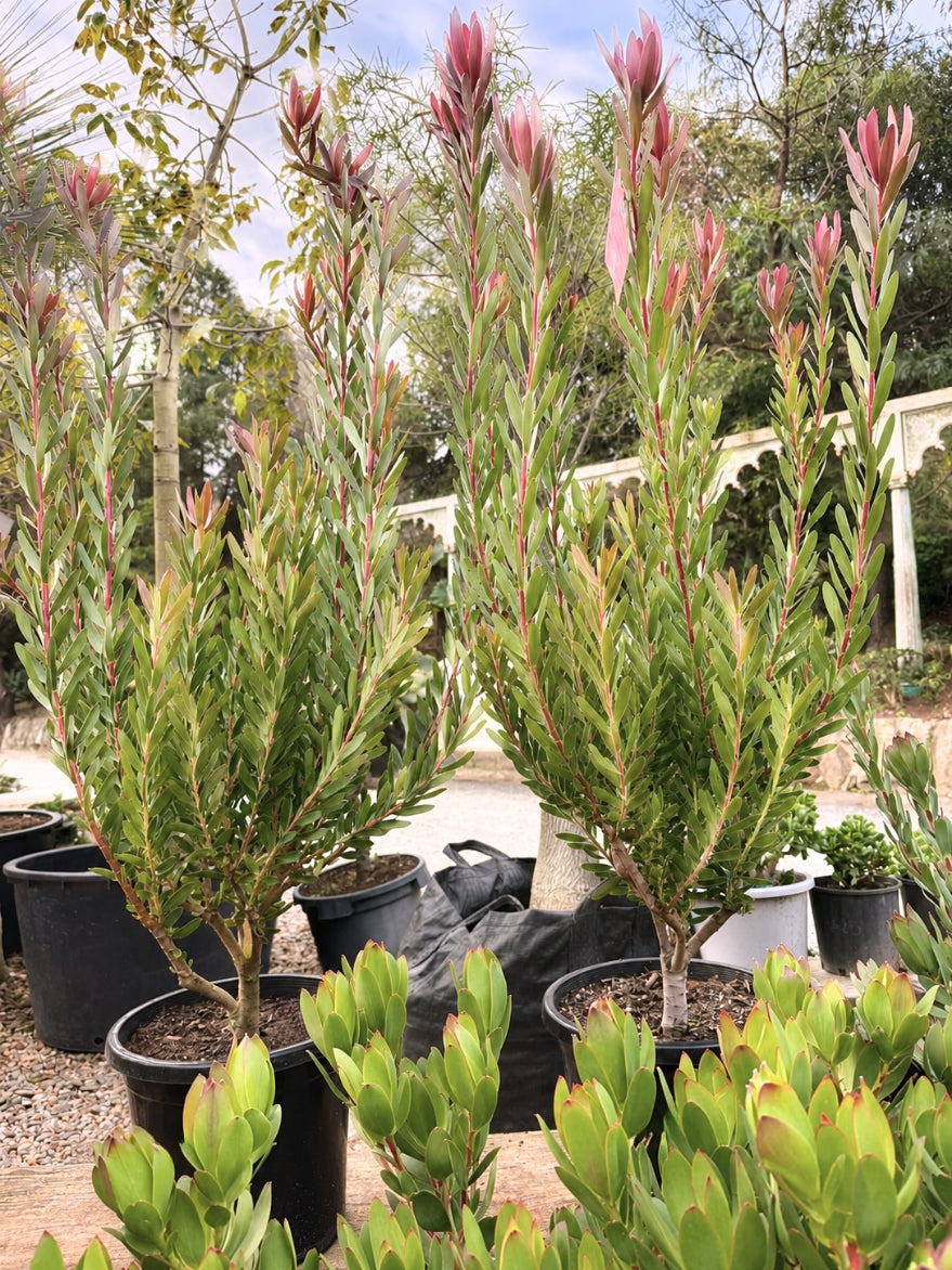 Leucadendron 'Safari Sunset' (Conebush) 300mm