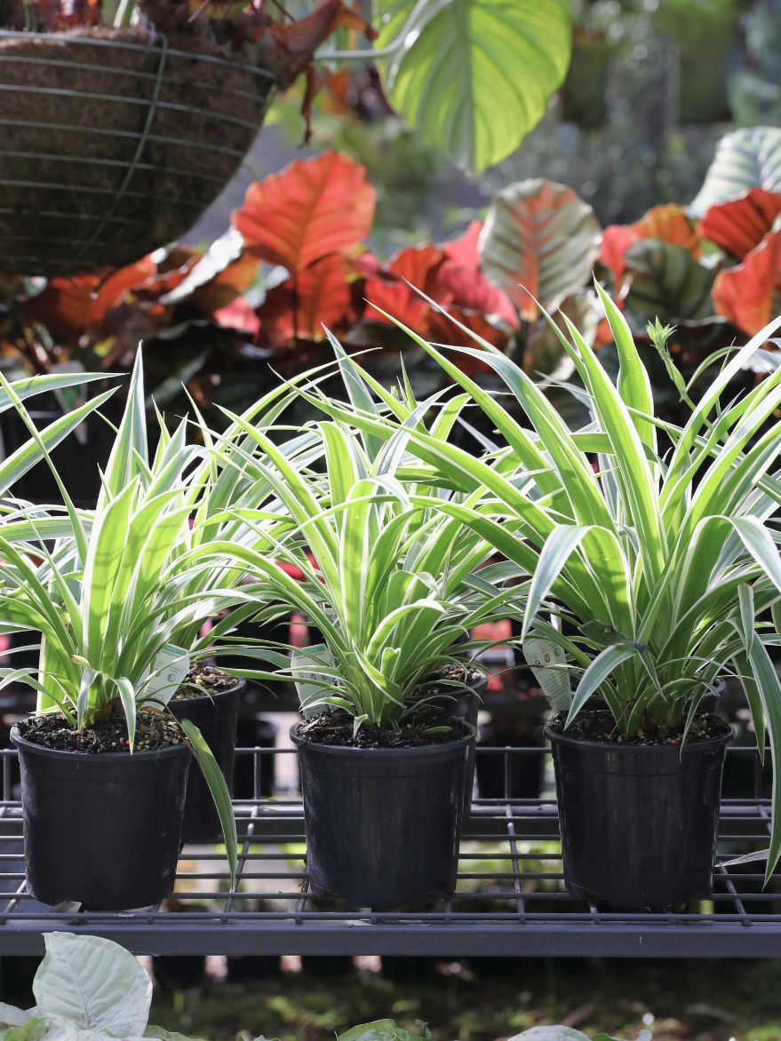 Chlorophytum (Ribbon Plant)