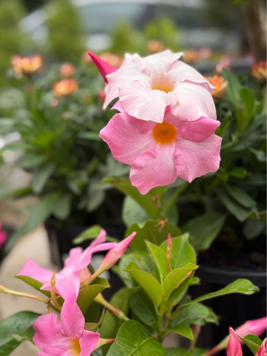 Mandevilla/Dipladenia Sun Parasol (Rocktrumpet)