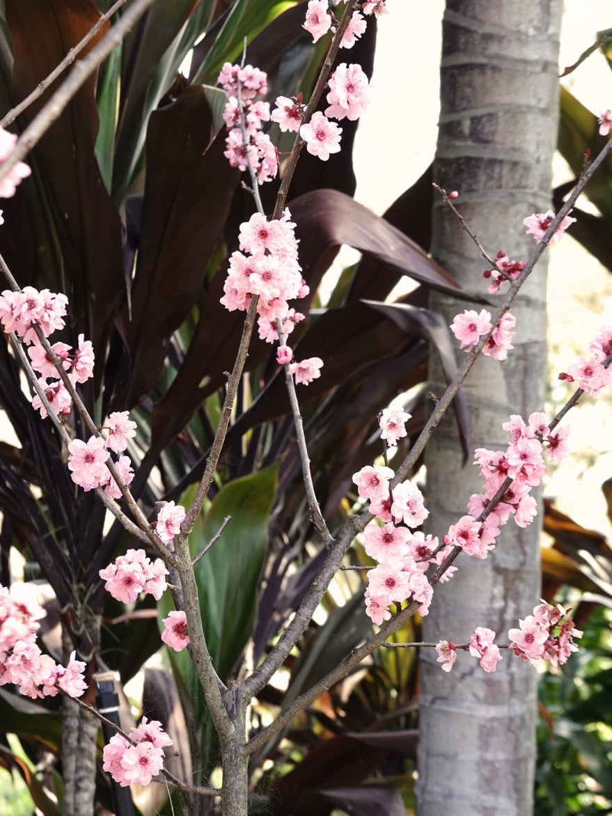 Prunus x blireana (Double Flowering Plum)
