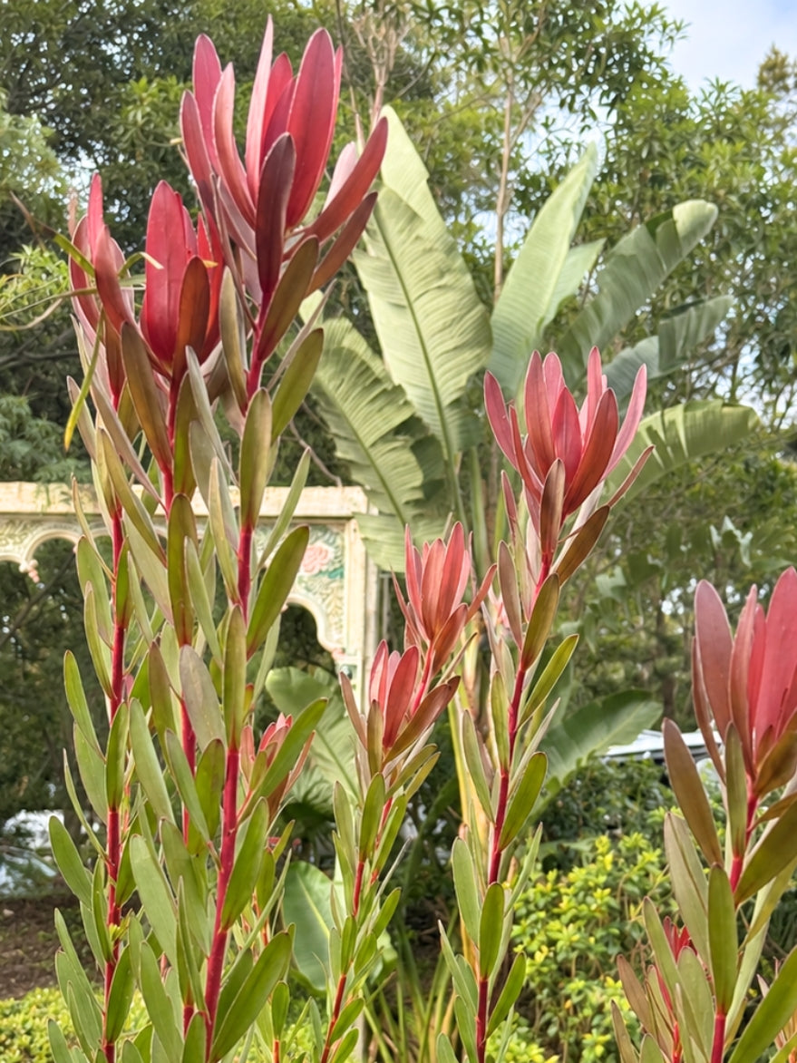 Leucadendron 'Safari Sunset' (Conebush) 300mm
