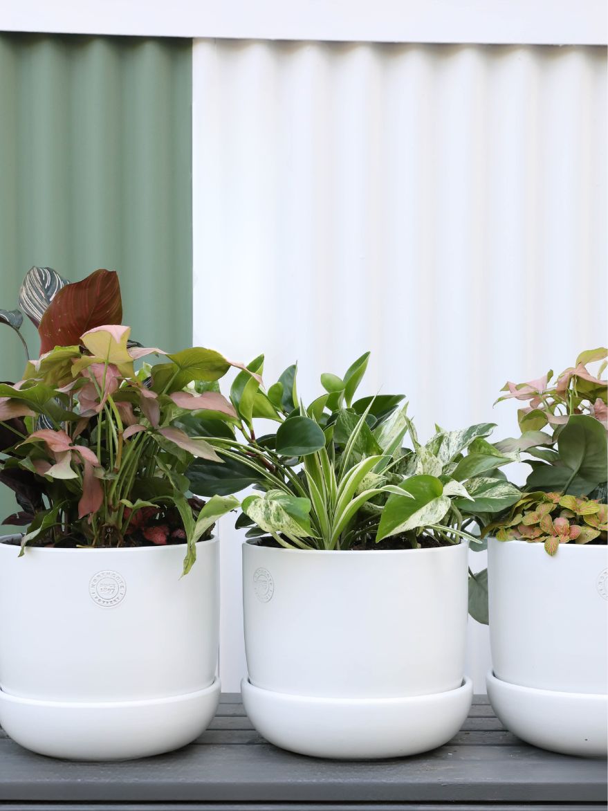 Planted Arrangement 5