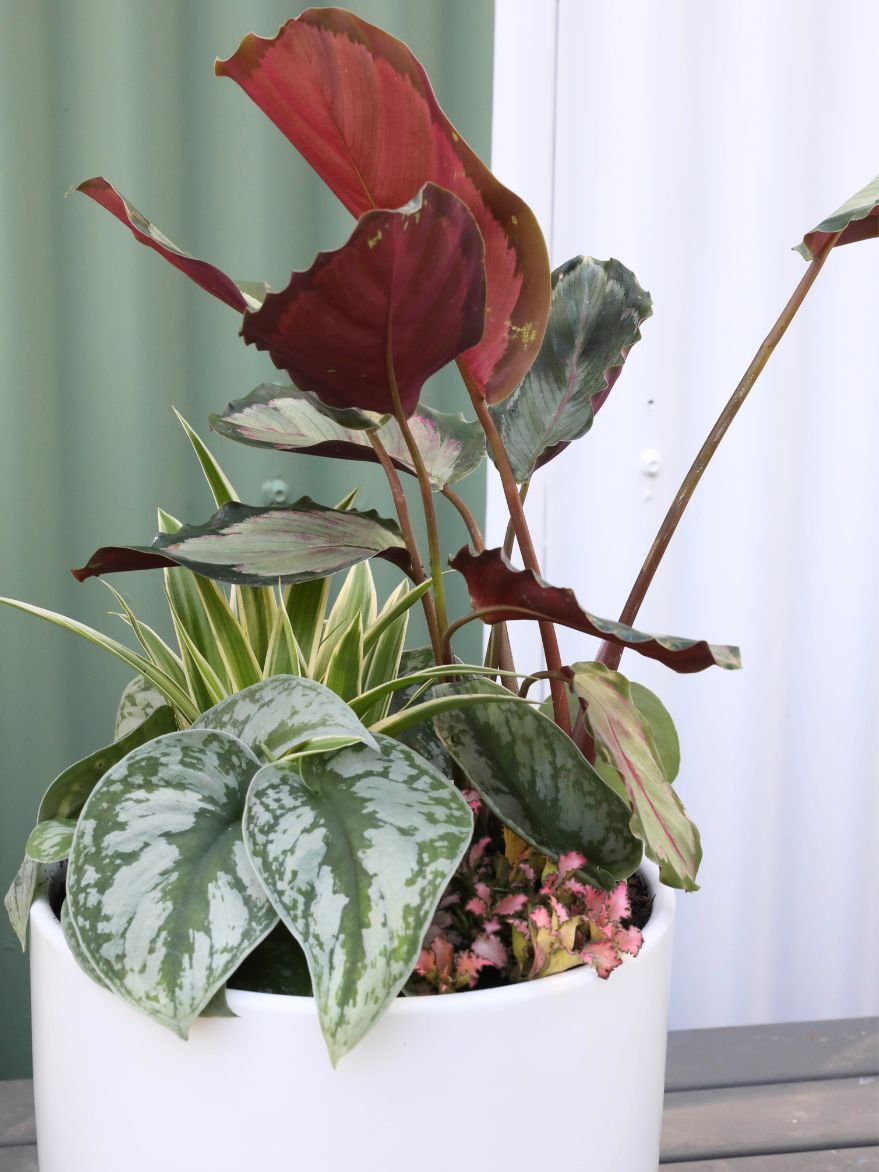 Planted Arrangement 7