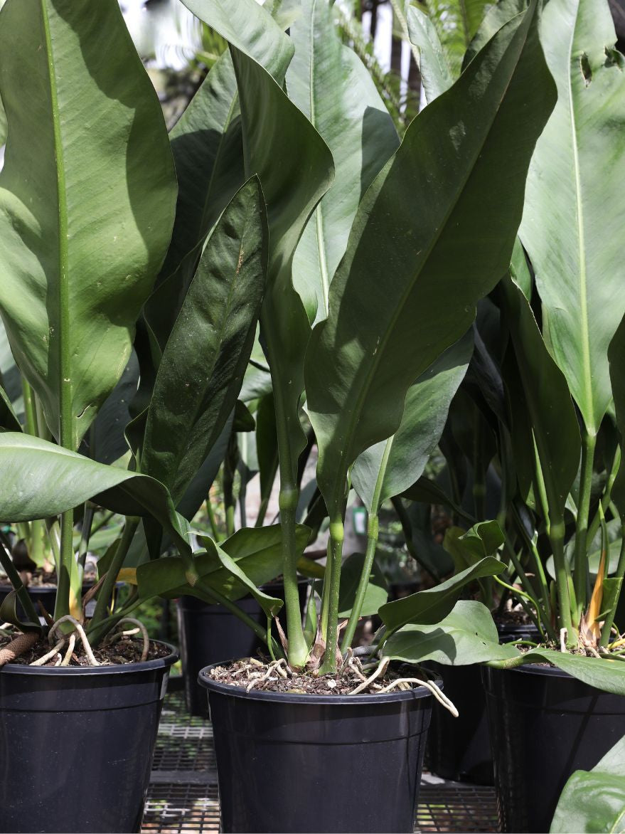 anthurium leaf Anthurium coriaceum (Paddle Leaf Anthurium)