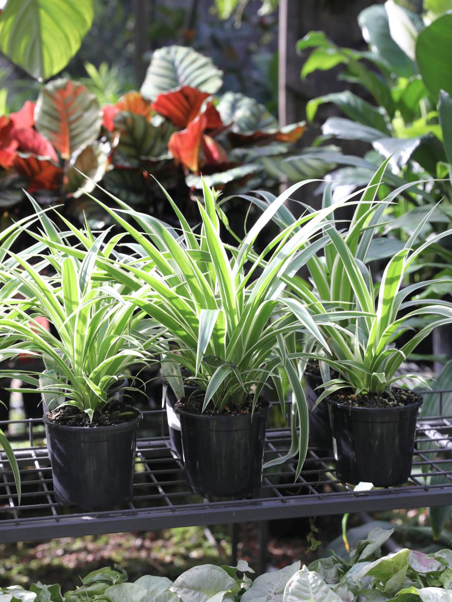 Chlorophytum (Ribbon Plant)