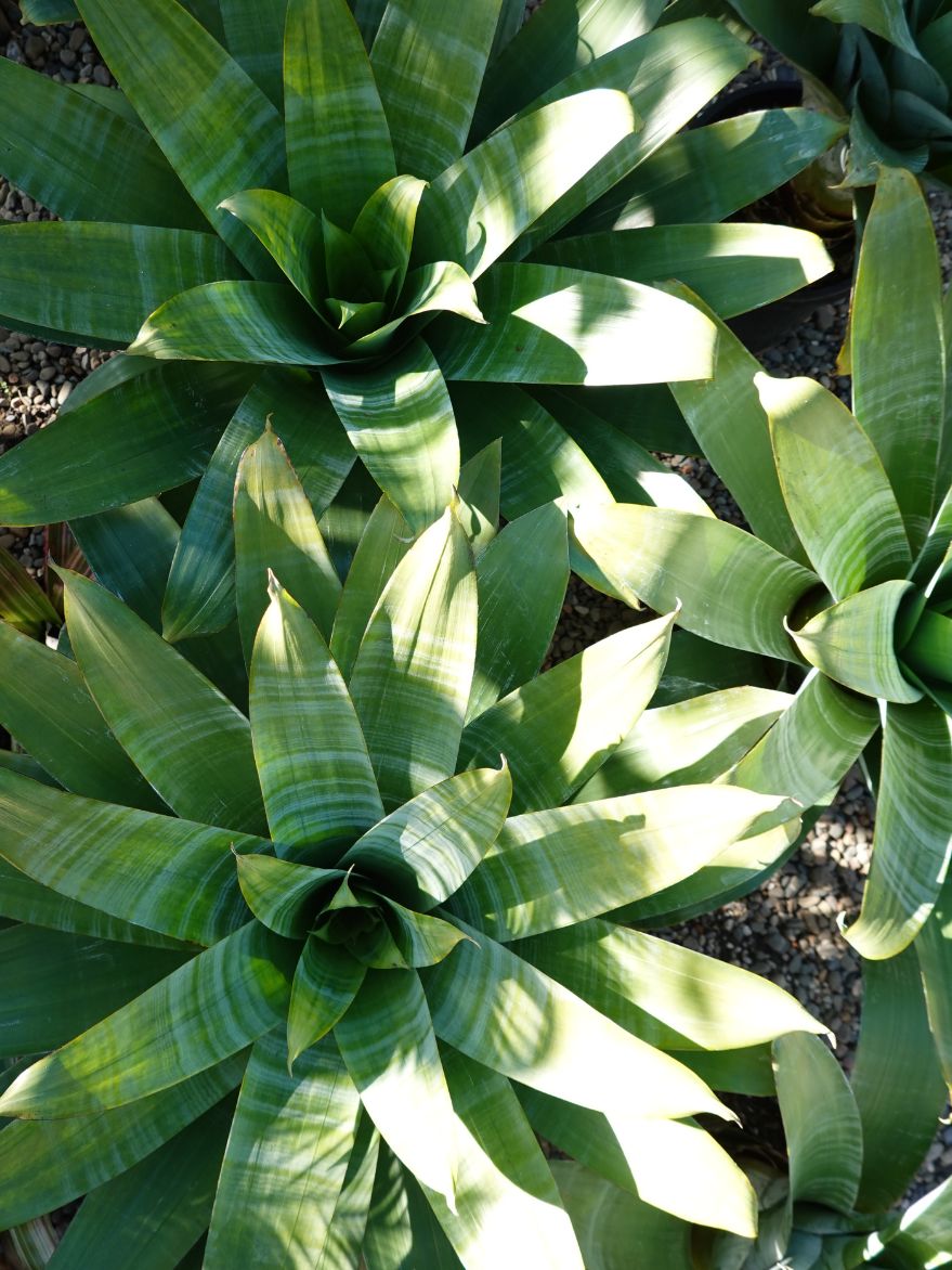 Alcantarea 'Pedra Azul' (Giant Sun Bromeliad) 300mm