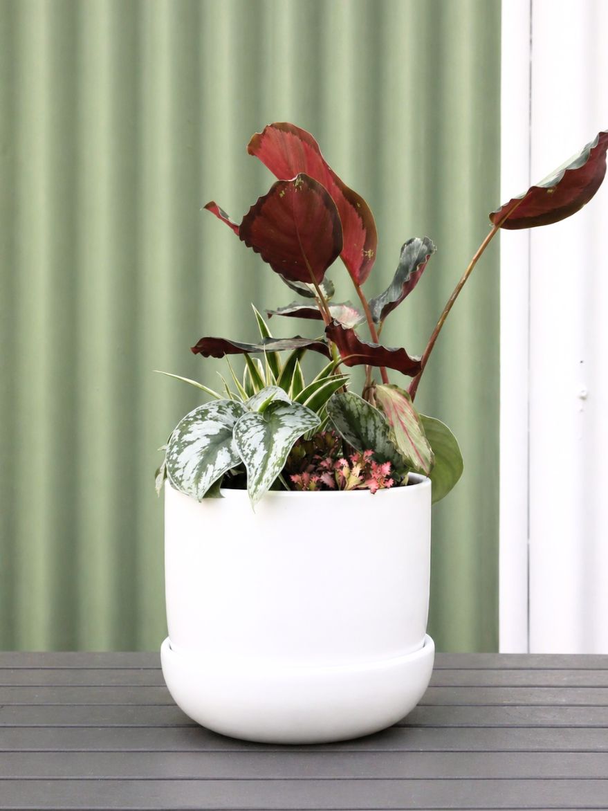 Planted Arrangement 7