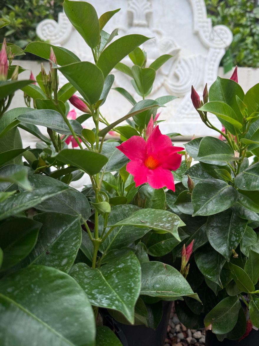 Mandevilla/Dipladenia Sun Parasol (Rocktrumpet)