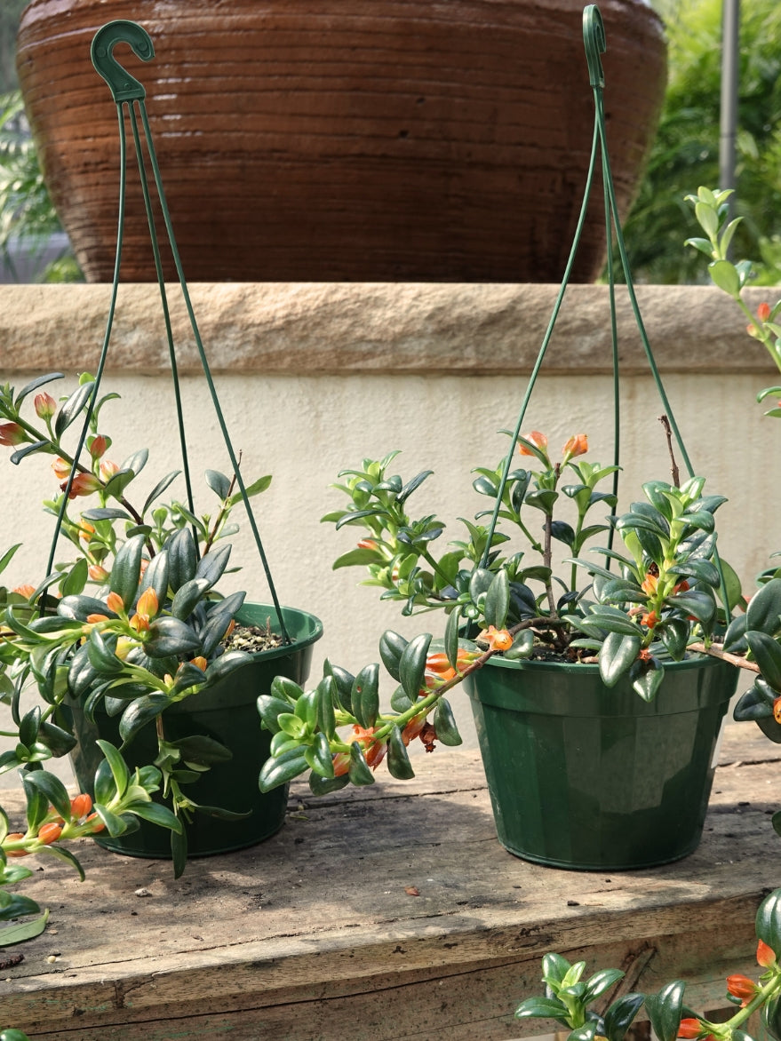 Nematanthus gregarius (Goldfish Plant)