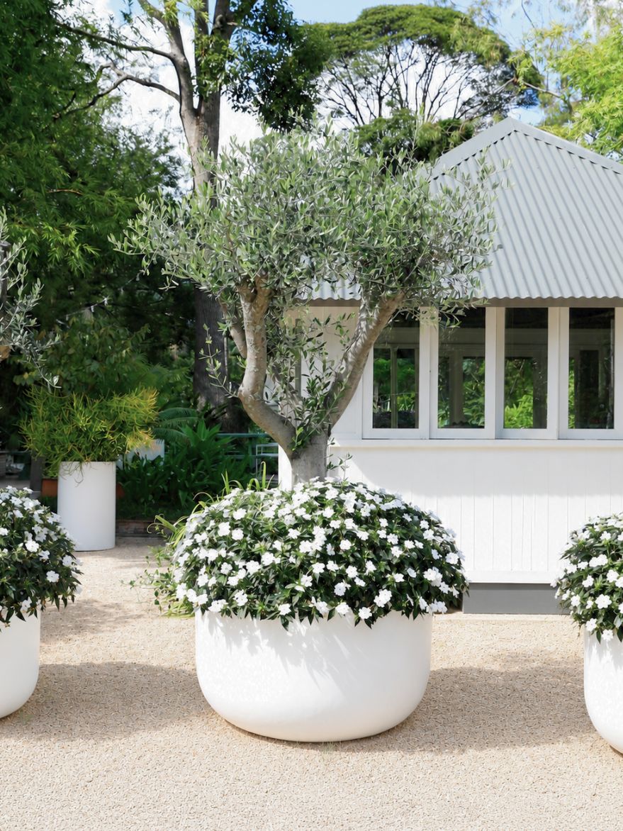 Aged Pokolbin Olive Tree (Olea) in White Pot 1200xH700