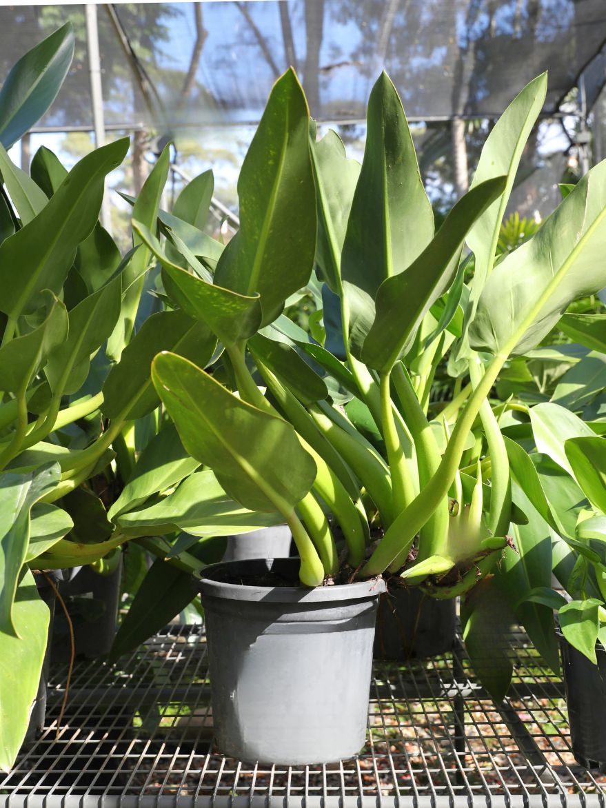 Philodendron martianum (Pacová)