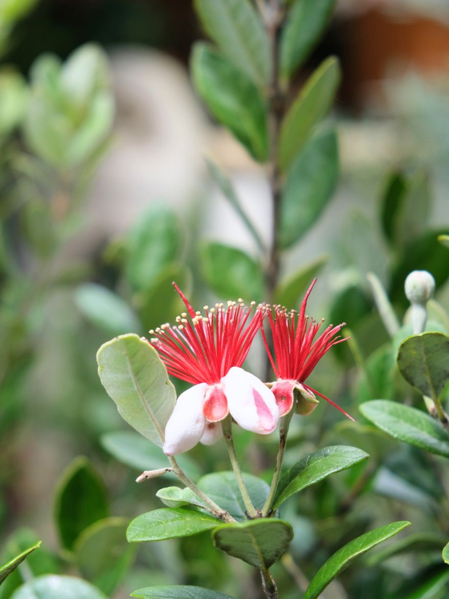Feijoa sellowiana (Pineapple Guava)
