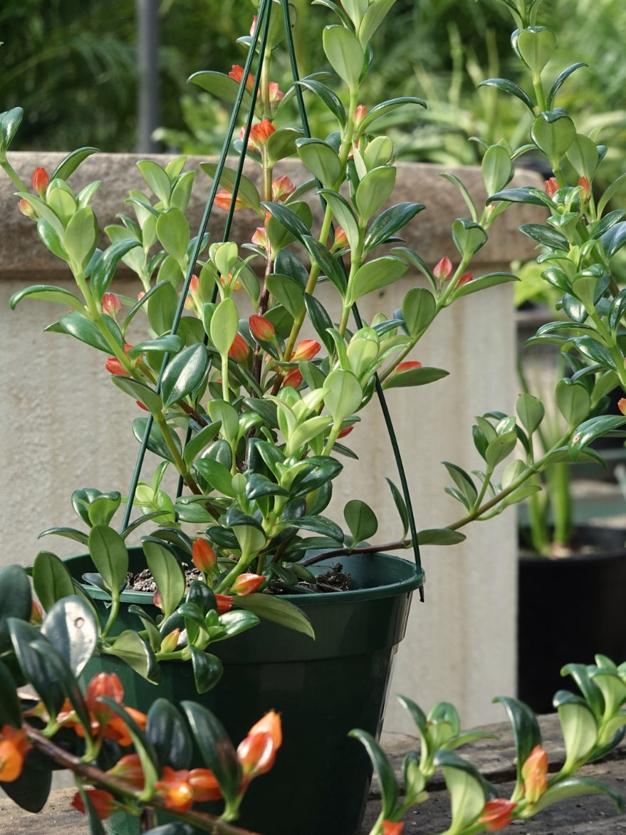 Nematanthus gregarius (Goldfish Plant)
