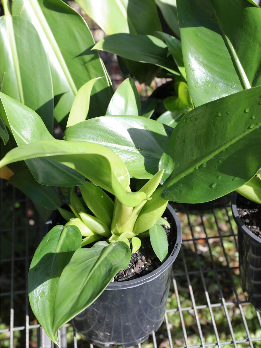 Philodendron martianum (Pacová)
