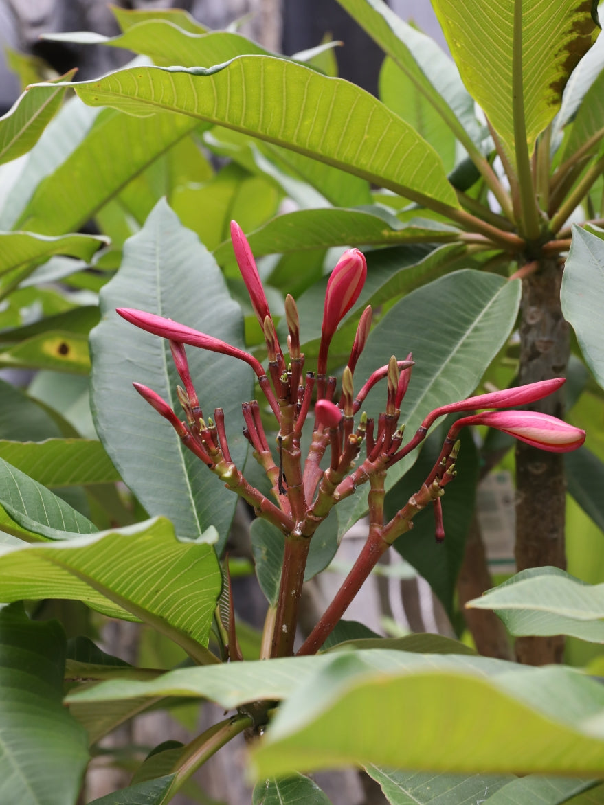 Frangipani (Plumeria)