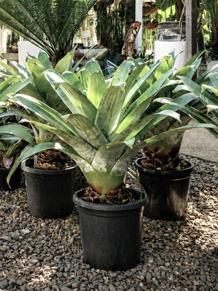 Alcantarea 'Pedra Azul' (Giant Sun Bromeliad) 300mm