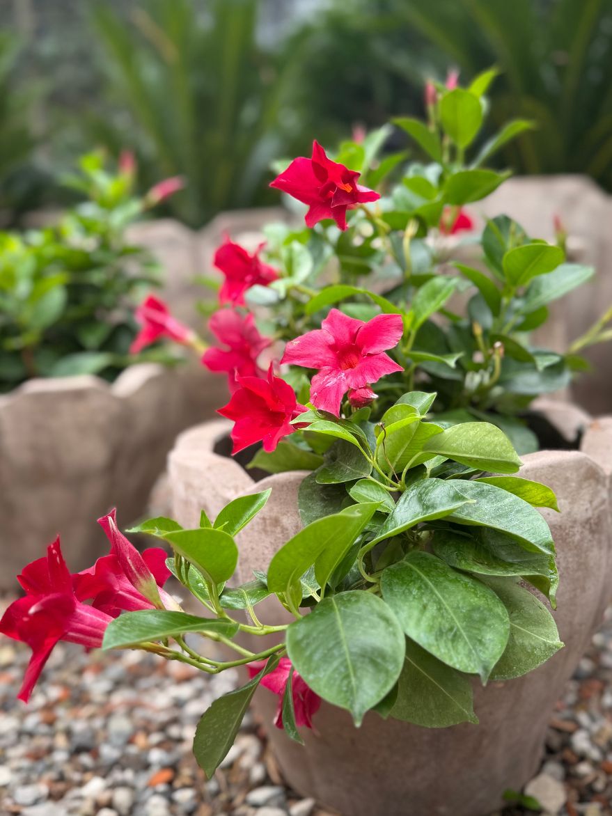 Mandevilla/Dipladenia Sun Parasol (Rocktrumpet)