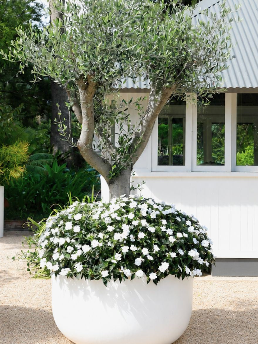 Aged Pokolbin Olive Tree (Olea) in White Pot 1200xH700