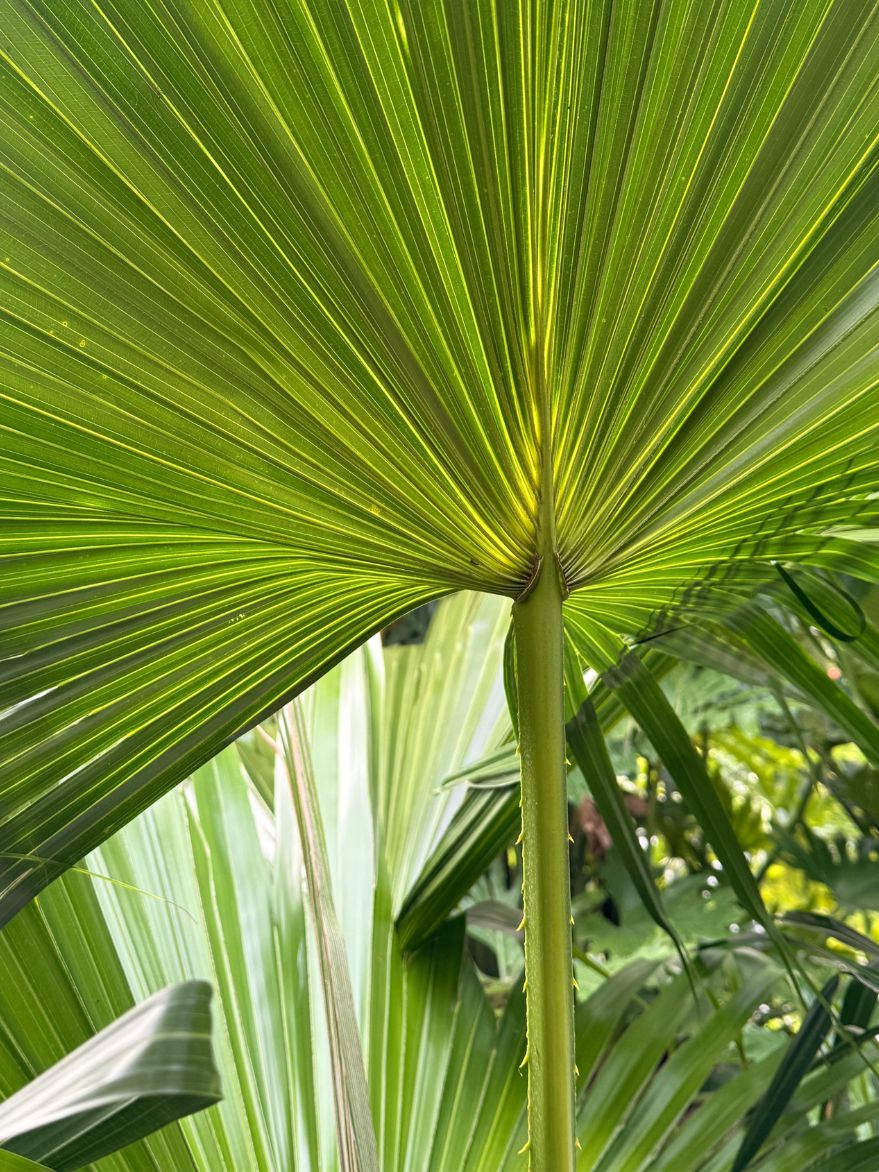 Chinese Fan Palm (Livistona chinensis)