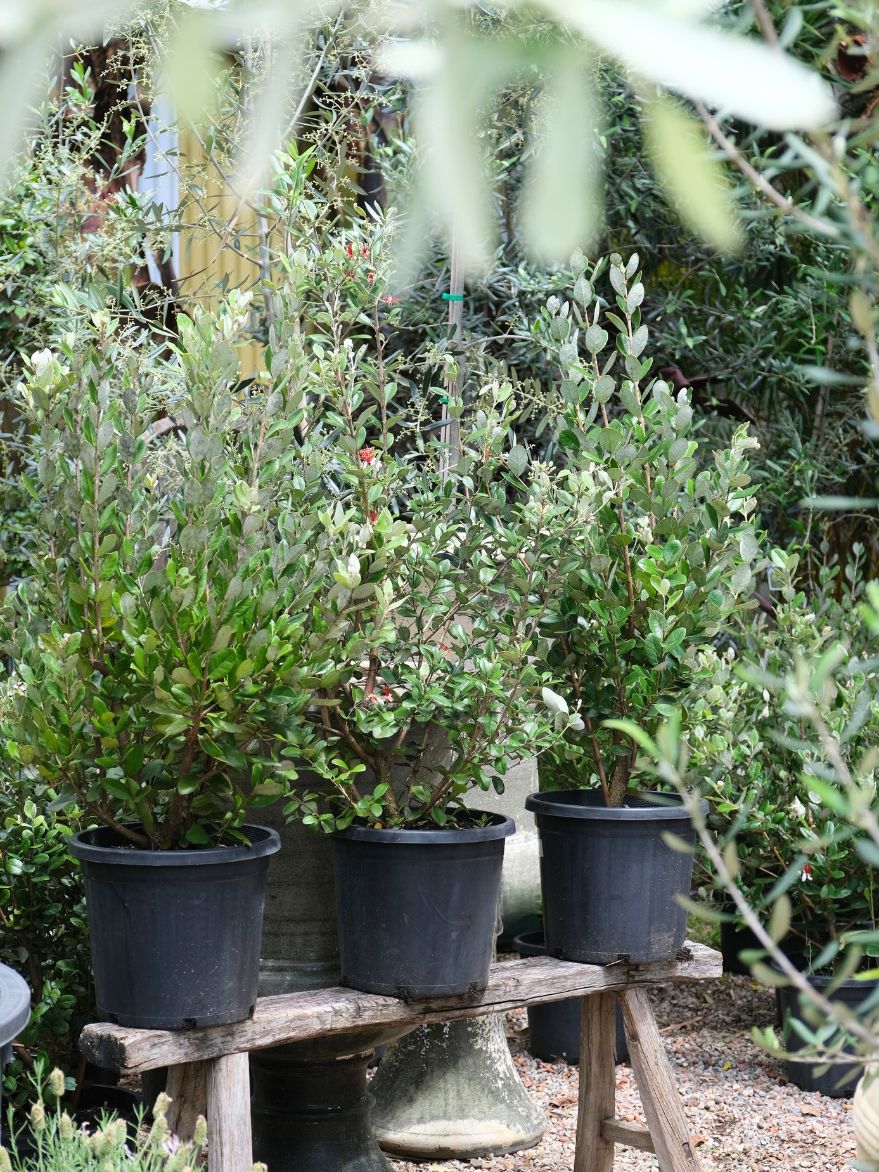 Feijoa sellowiana (Pineapple Guava)