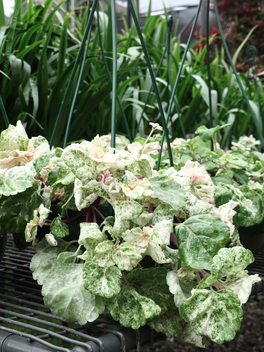 Plectranthus coleoides 'Variegata' (Swedish Ivy)