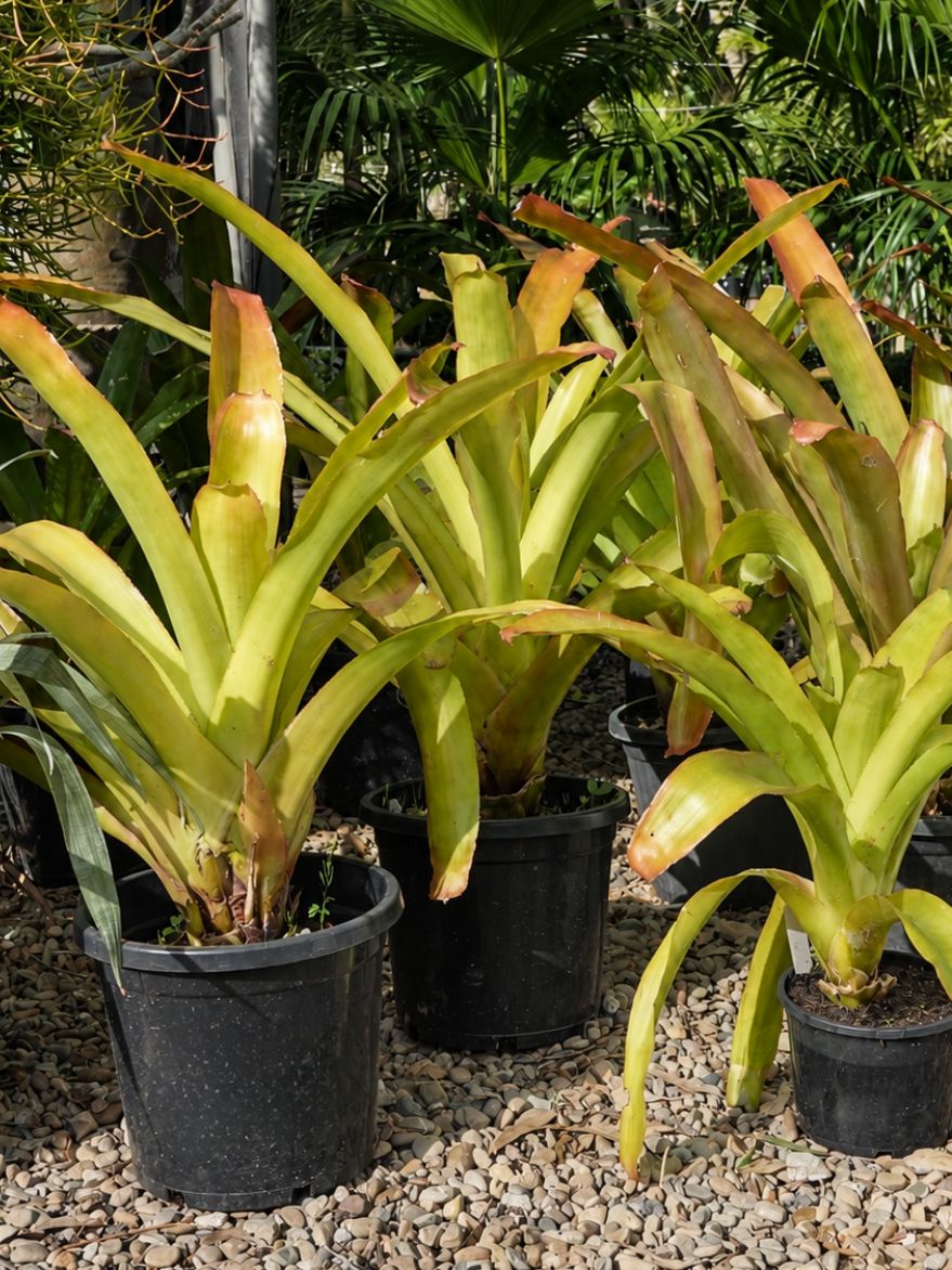 Aechmea blanchetiana (Blanchet's Bromeliad)