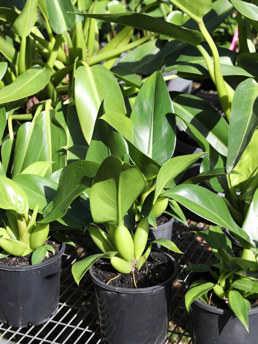 Philodendron martianum (Pacová)